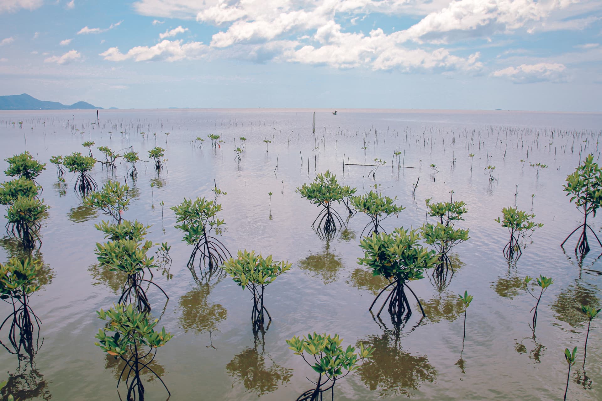 Blue Carbon Mangrove Restoration Program